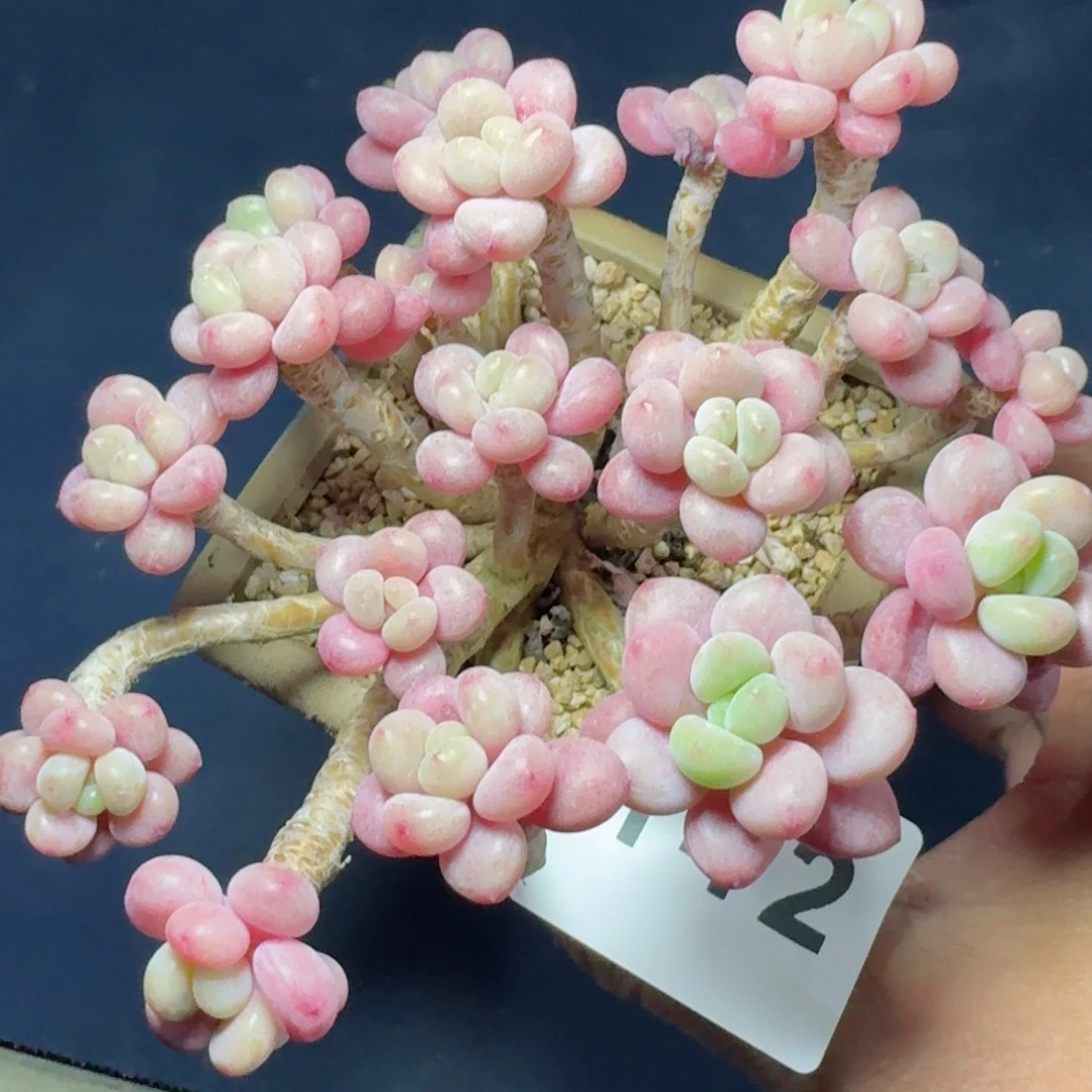 鱼子酱群生整装无砍