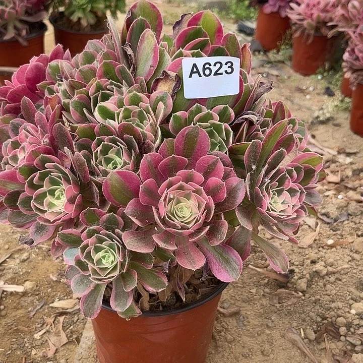 妖月多肉值物一个629