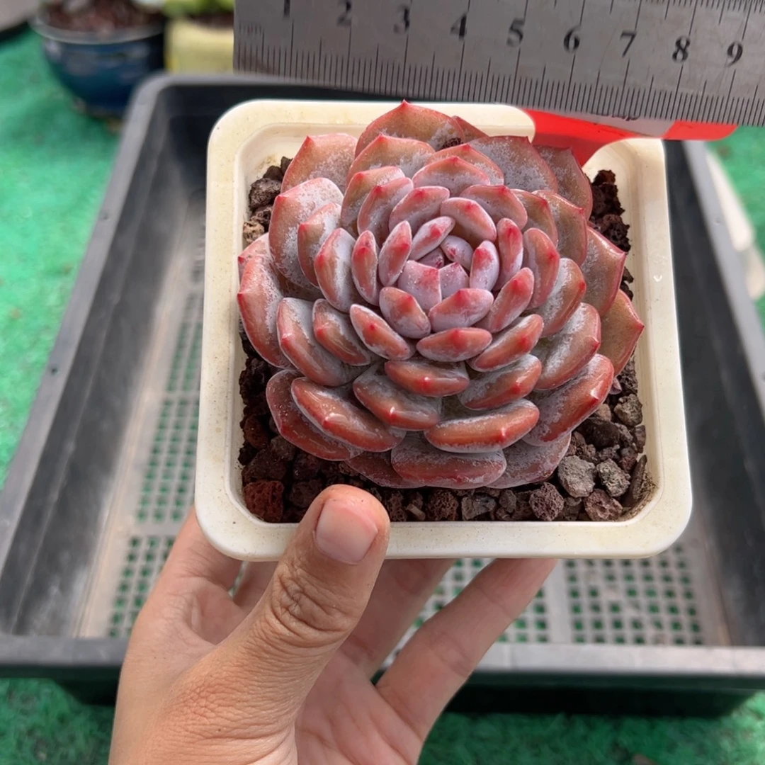 表妹精品多肉植物638.