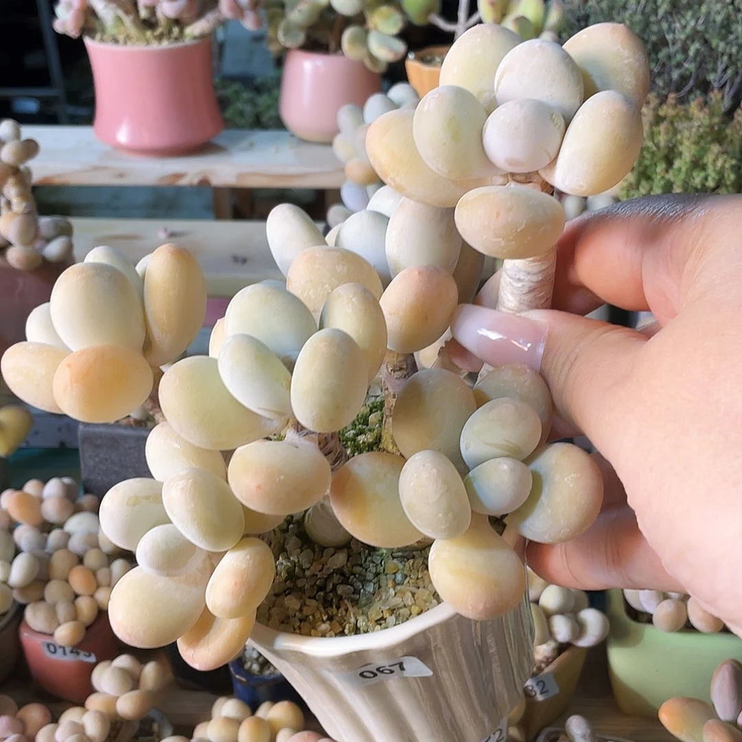 沪***承多肉植物的生长发育和生长发育