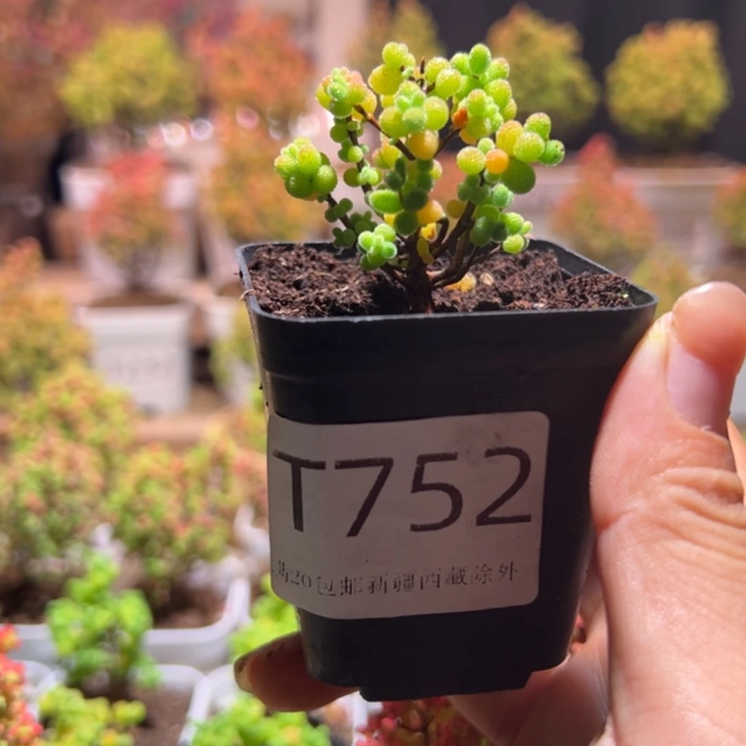 752金桔带盆土发货一物一拍