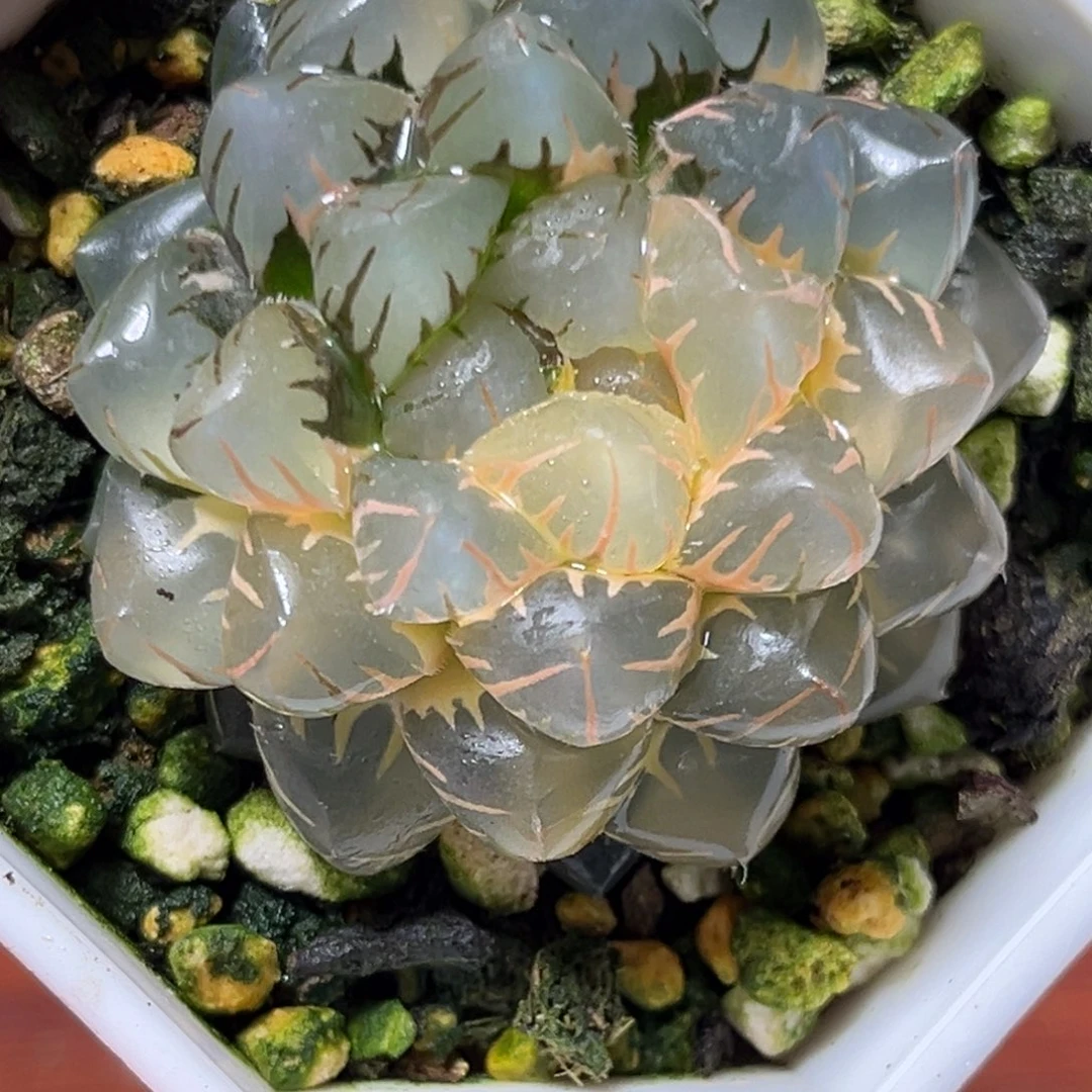 著***蜂恭喜发财大吉大利967