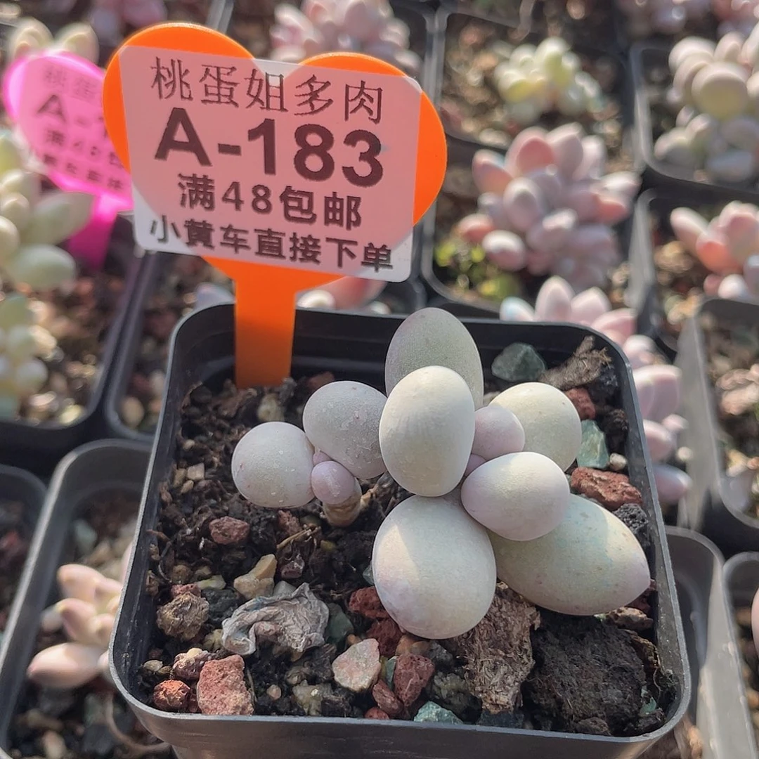 奶酪 脱土发货 冠服5左右