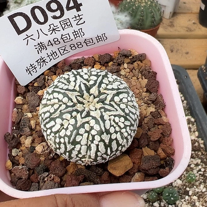 用***6094号实生兜多肉植物