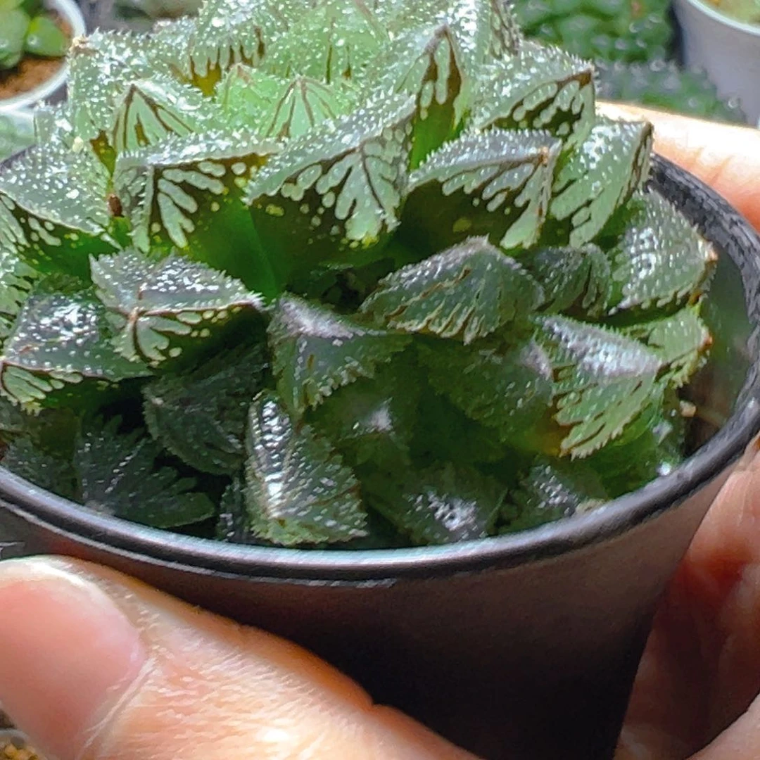 万象盆魔刺寿多肉多肉