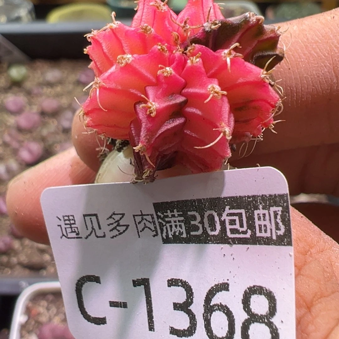 多肉植物11111111111