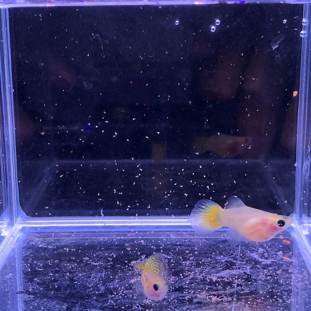 孔雀鱼黄金蕾丝玻璃球