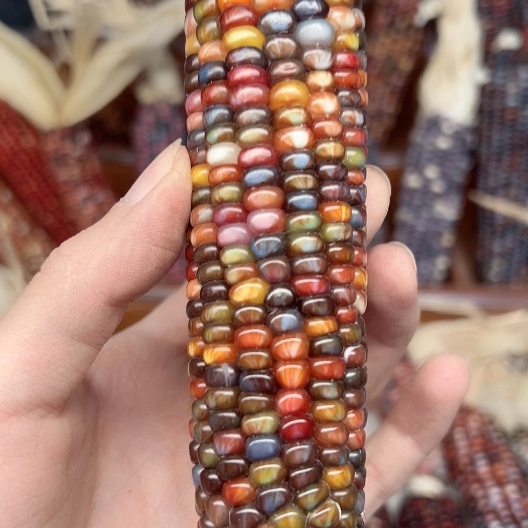 我***见文玩玉米毛料精品