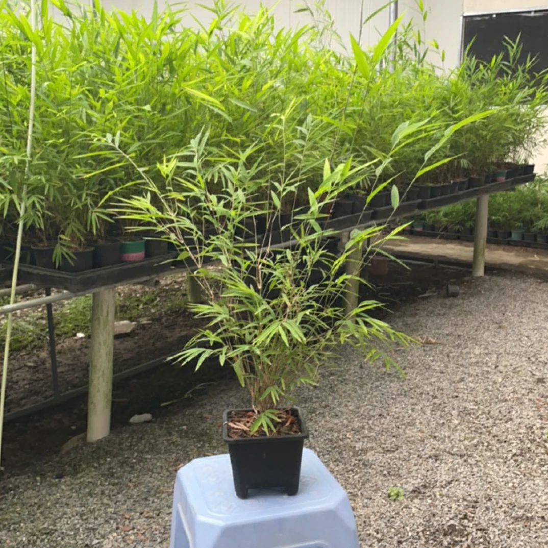 内门竹盆栽四季常青好养活可摆放客厅茶室的观赏绿植