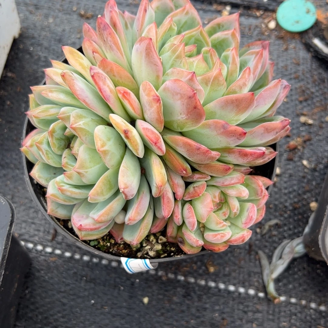 多肉植物多头红鸾