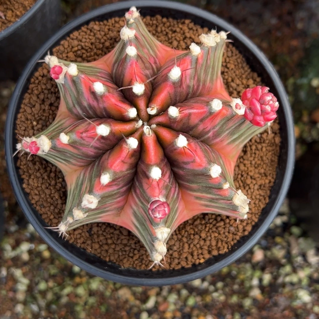 泰系米哈锦，带盆土发货