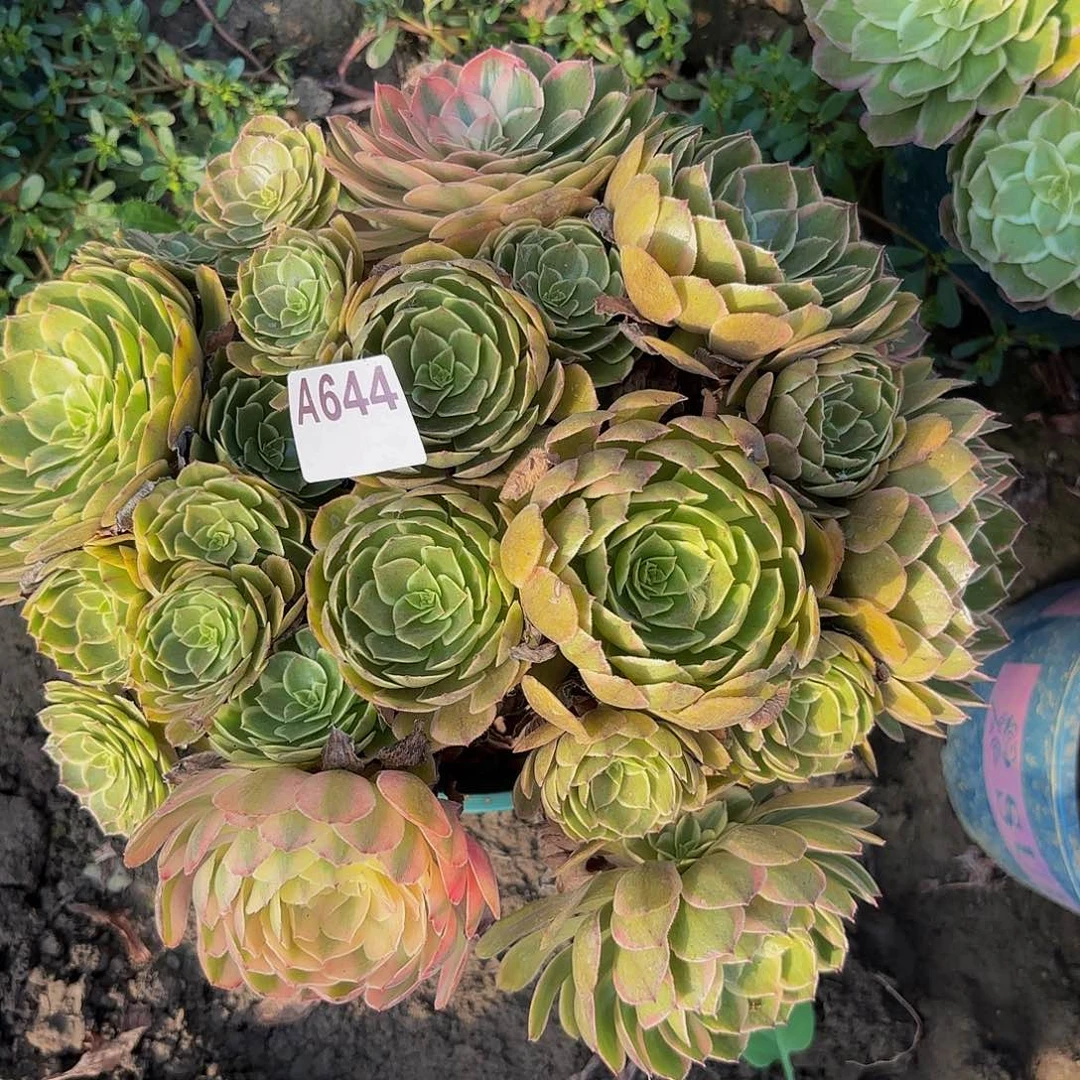 粉花妖8-10-644偏远不包邮