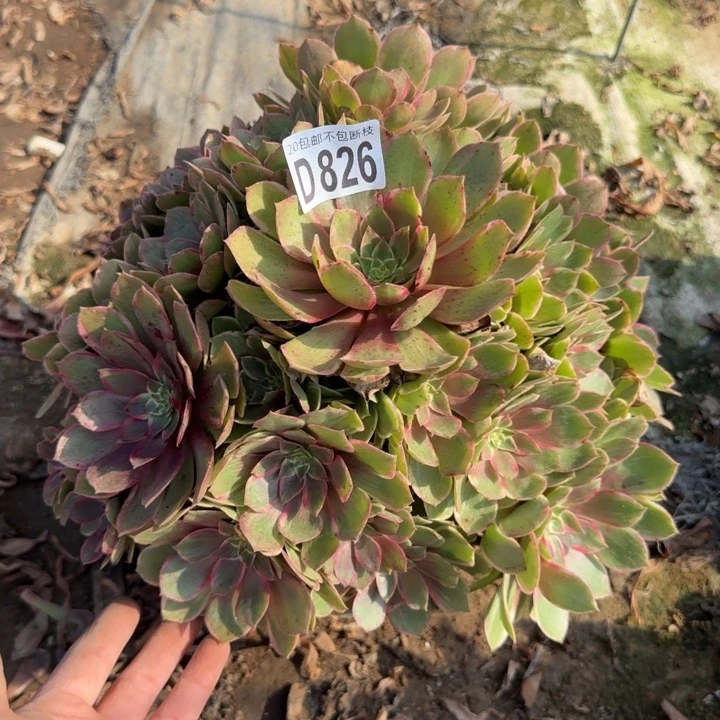 莲花座……多肉植物……