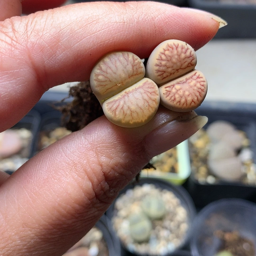 D495多肉植物保护