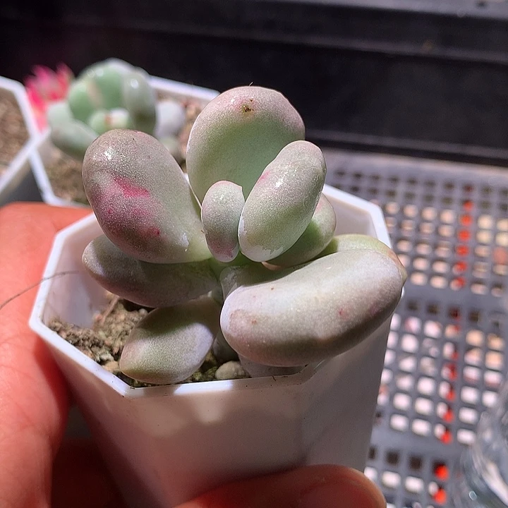 油煎奶酪油煎奶酪