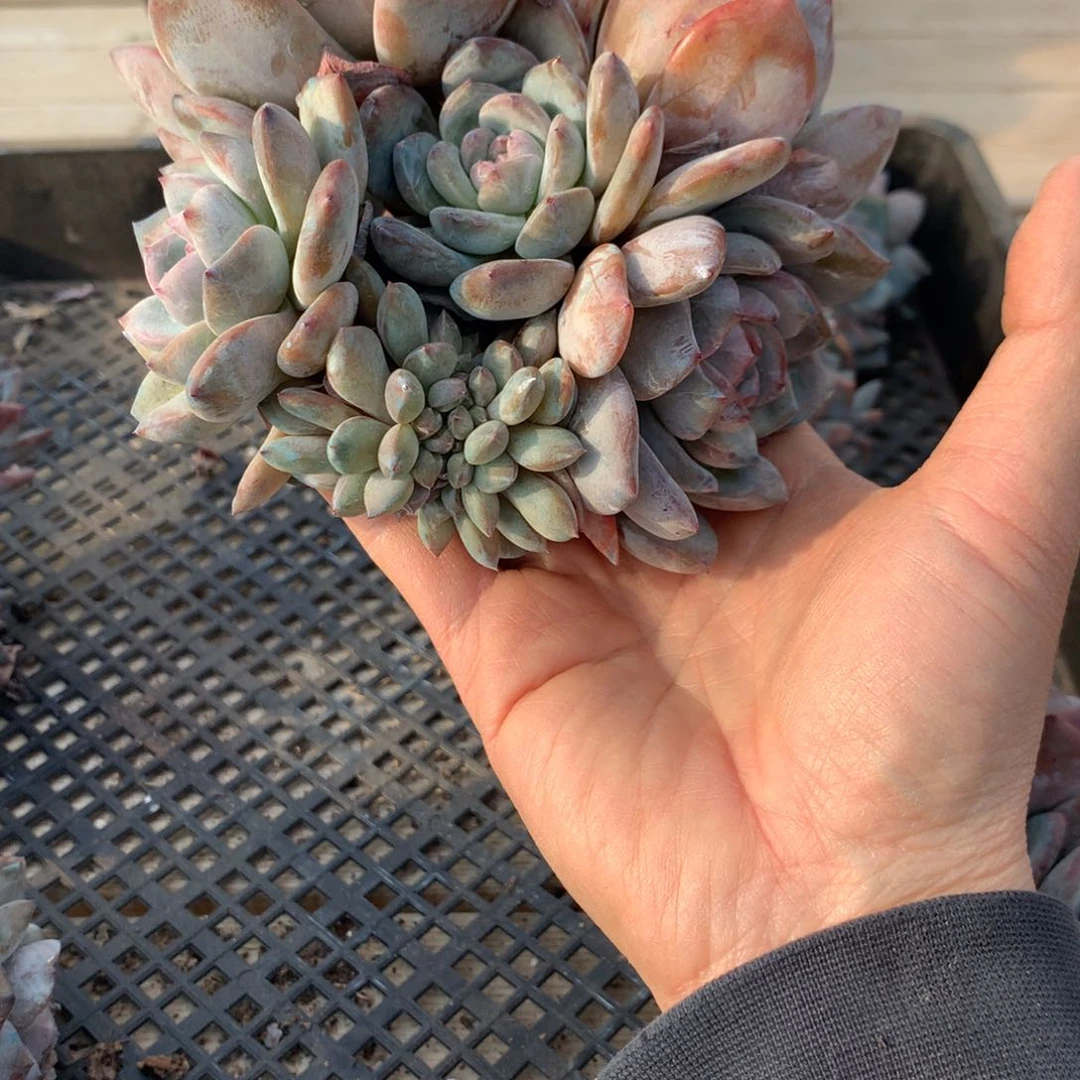 刺**崔刺猬突尼斯发货多肉