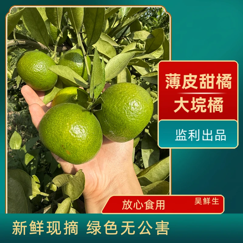 湖北监利本地 新鲜现摘 薄皮甜橘  不酸不涩 清甜多汁