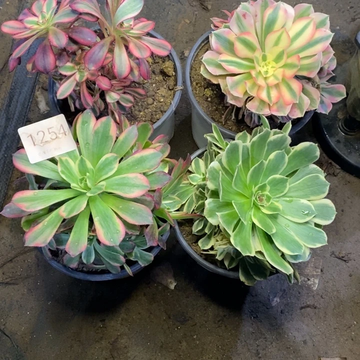 4盆多肉断头不包1254