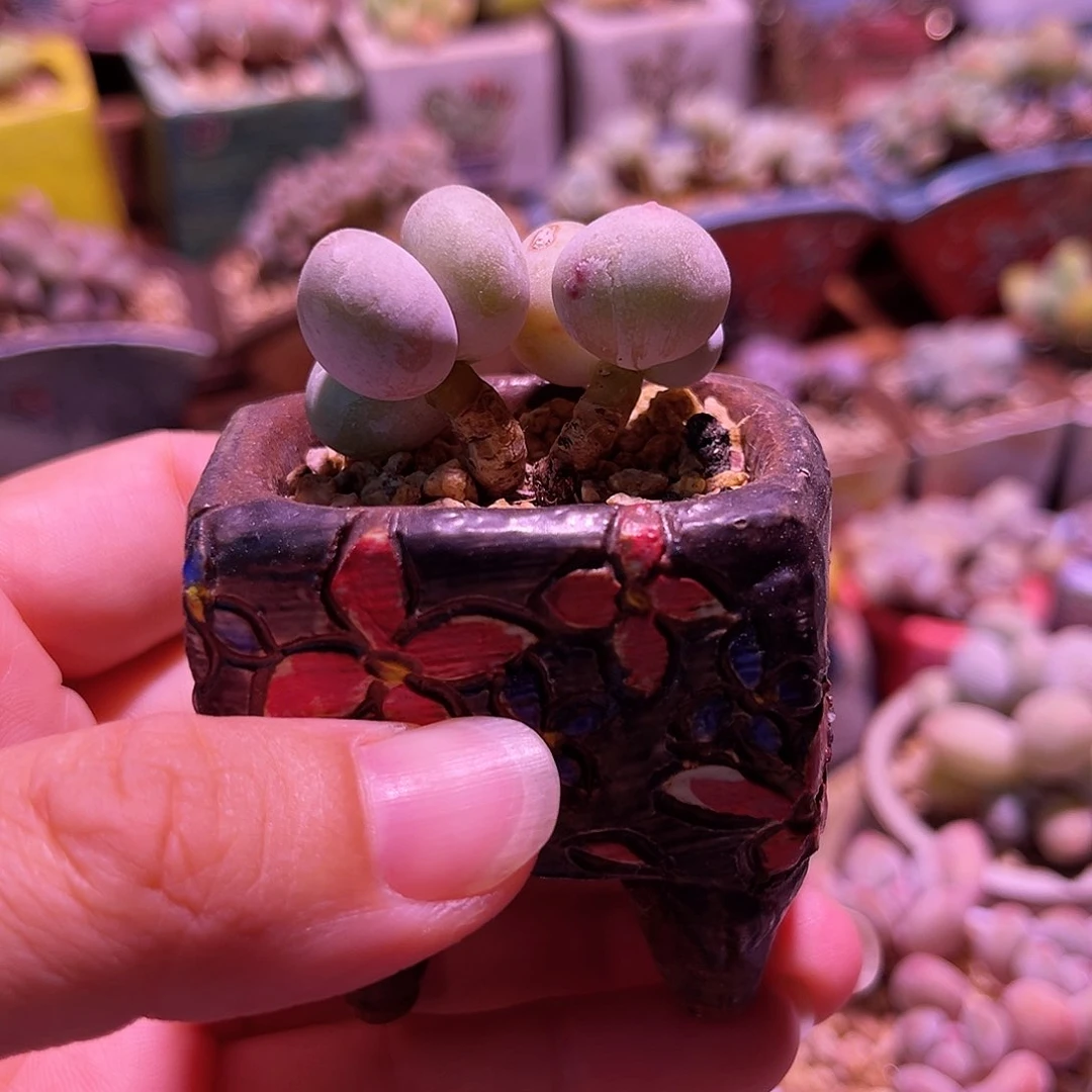 小白方花盆链接转拍