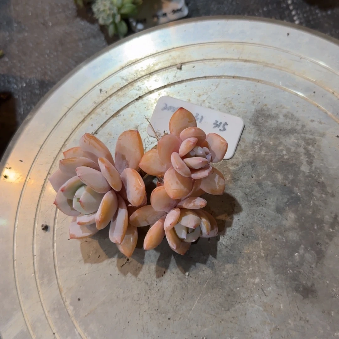 追***风2025-10-31奶茶315