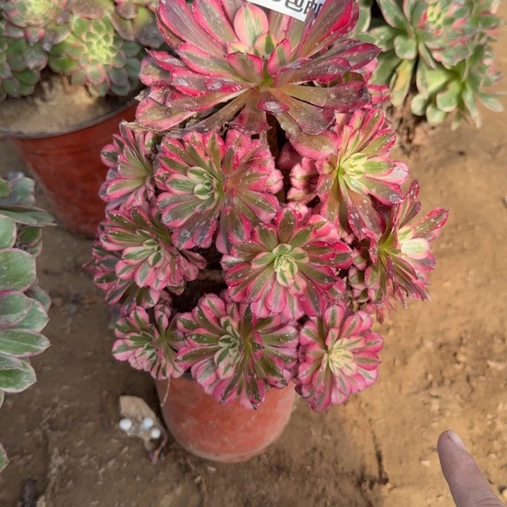 1666二号棚红铜壶A