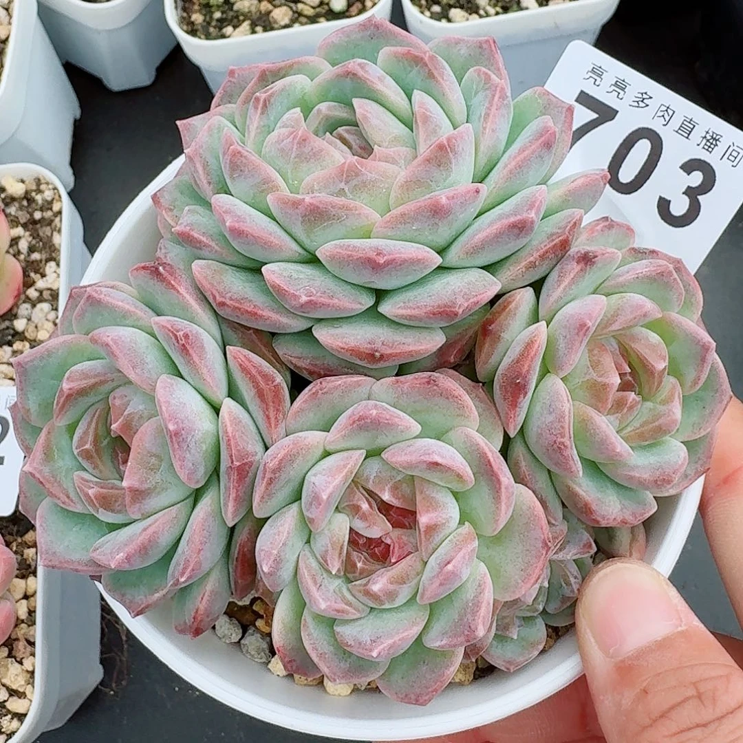 梦幻泡影            精美多肉植物