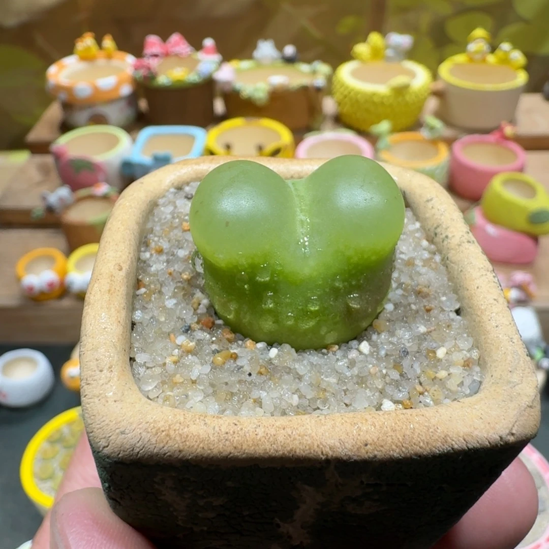 蘑菇1108蟠桃多肉植物