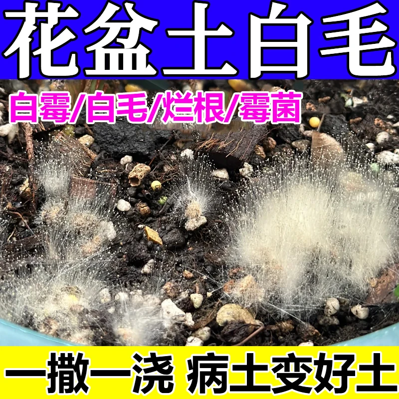 金钱树根发霉了土壤白毛花盆土灭菌改善土壤腐根霉菌土壤消毒