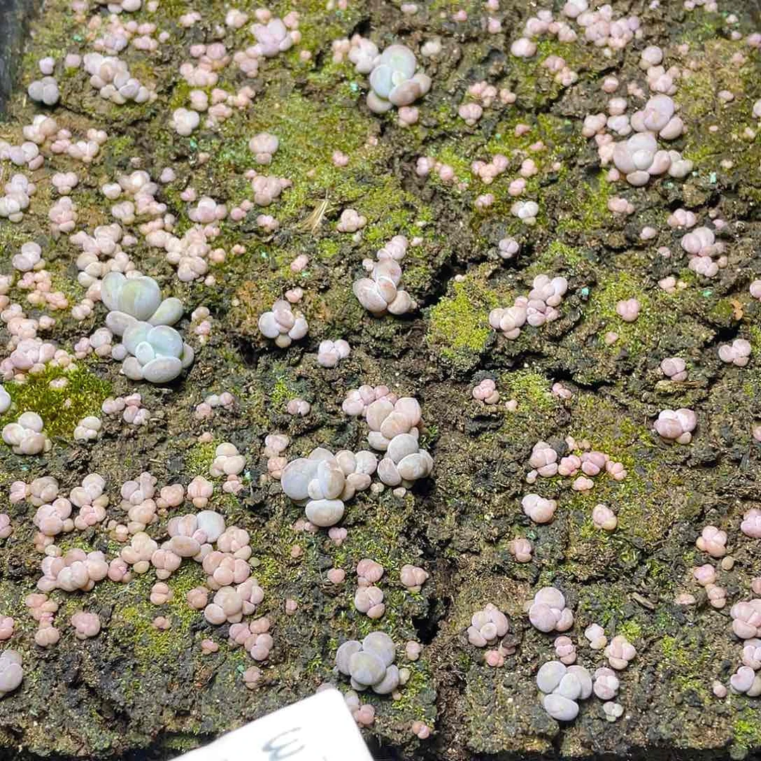 多肉植物多肉植物311