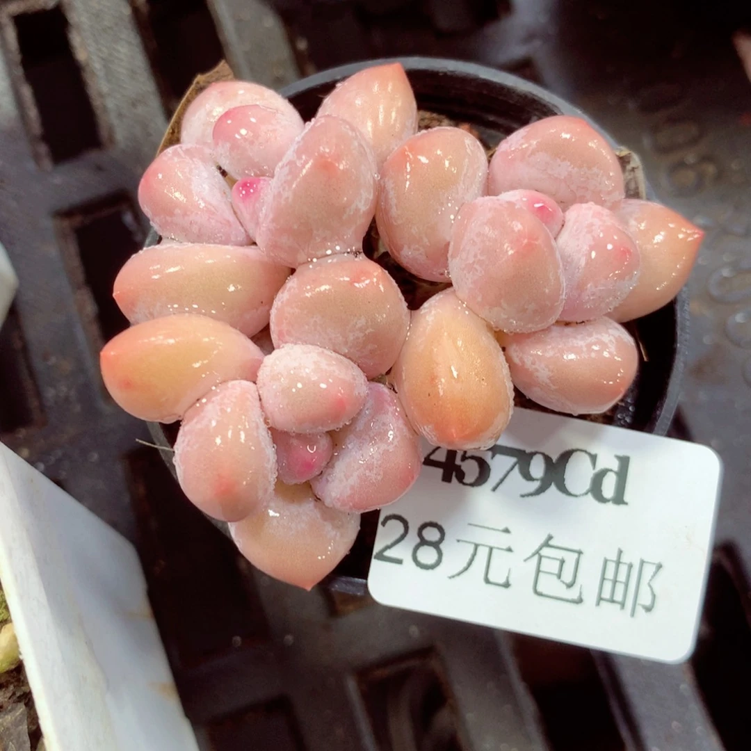 5厘米盆精控多肉4579