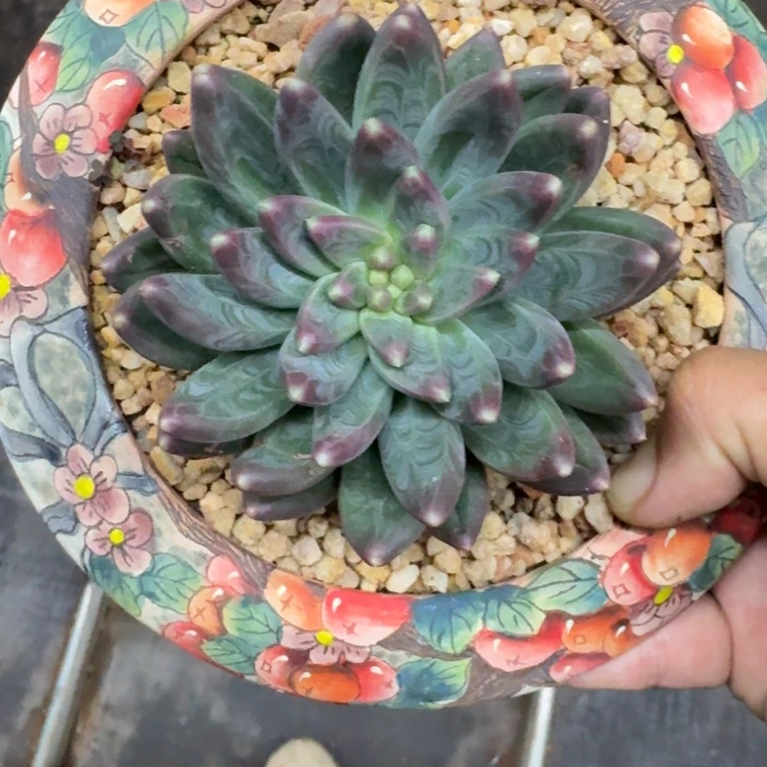 雪戴利 优选 一物一拍