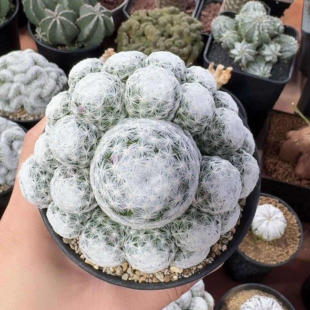 氵***姬春星仙人球123456