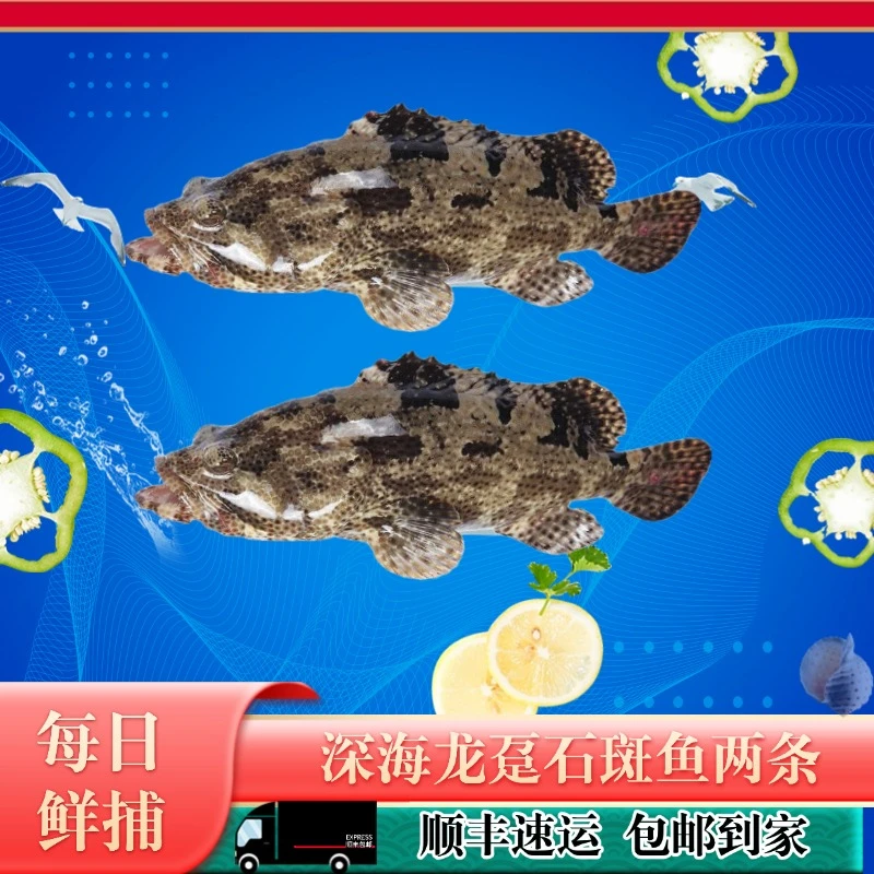 【三去石斑鱼】1.8斤深海鱼龙胆石斑 生鲜冷冻海鲜水产清蒸活鱼现杀