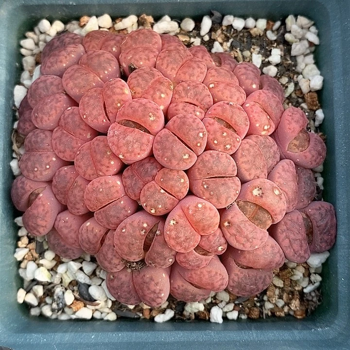 小*鸡桃喜花园0211-18紫柘榴母本