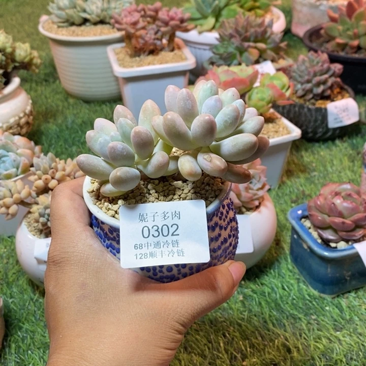 0302 不满68请拍冷链