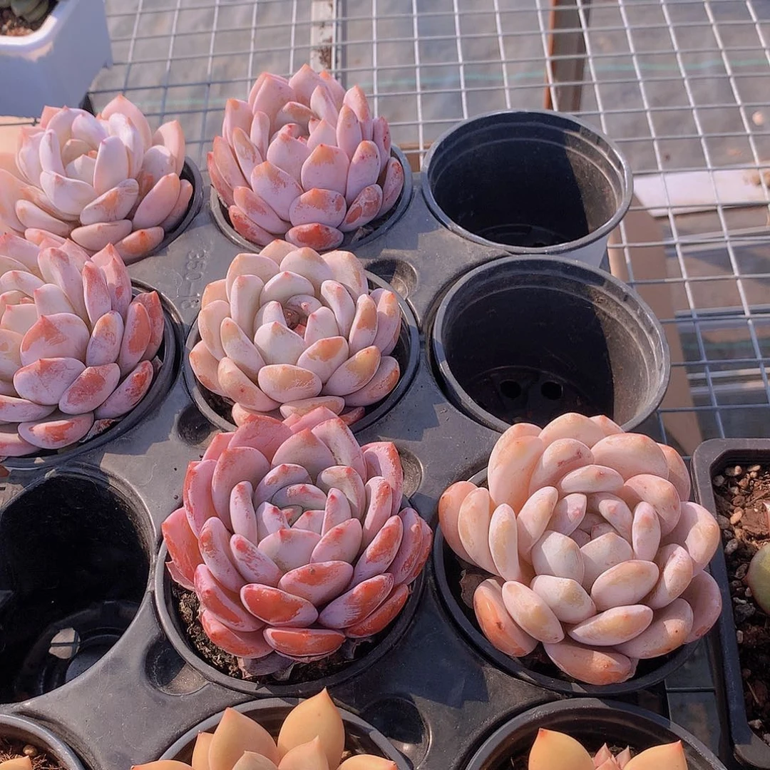 嫦娥13567899000000