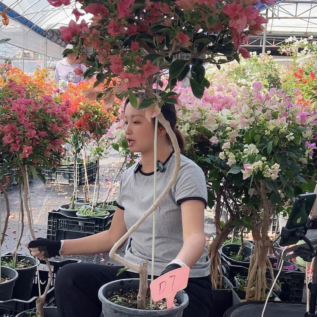 ****M大部分花苞少量开放D7