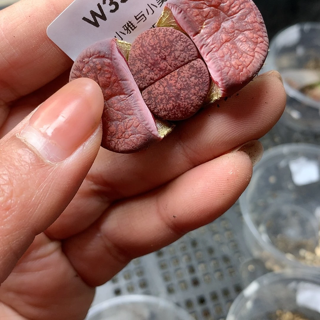 W333多肉植物保护研究所