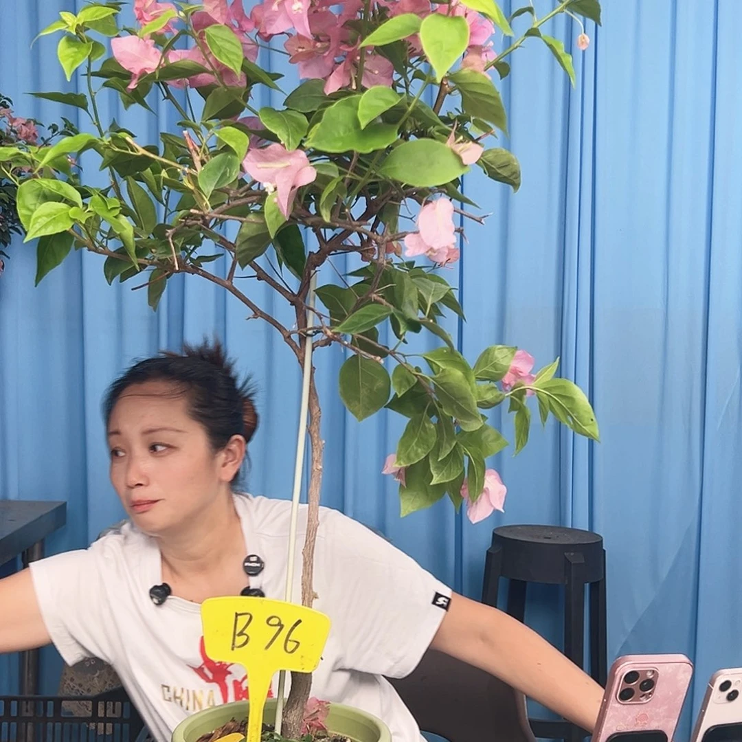 你***一大部分开放少量花苞B96橙粉