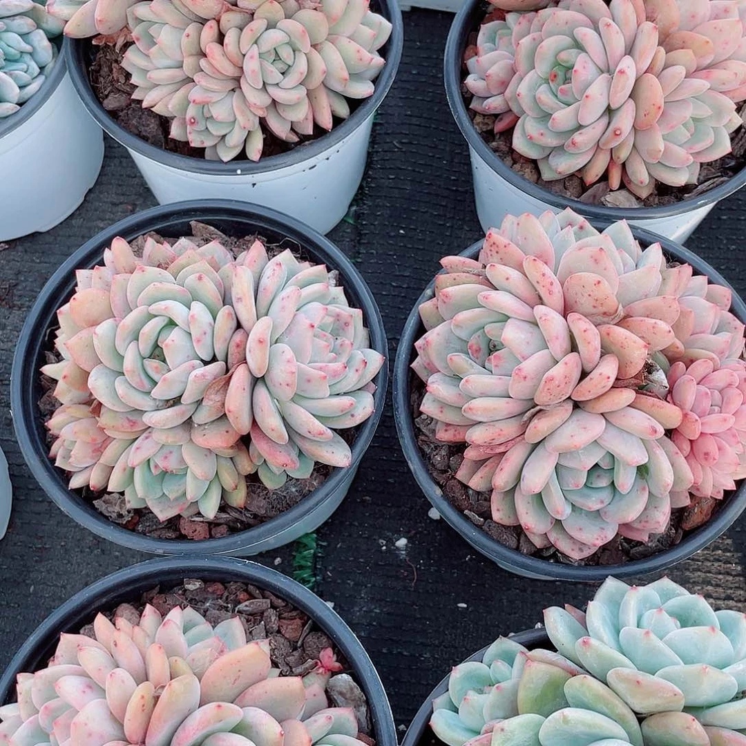 爱丽尔群445555556666