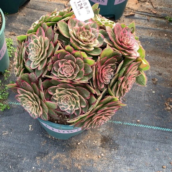 124莲花座多肉植物