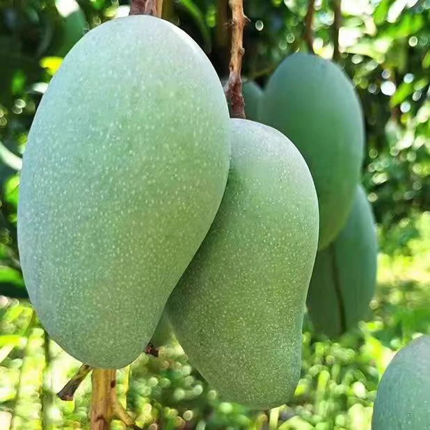 精品金煌芒新鲜现摘香甜多汁应季水果