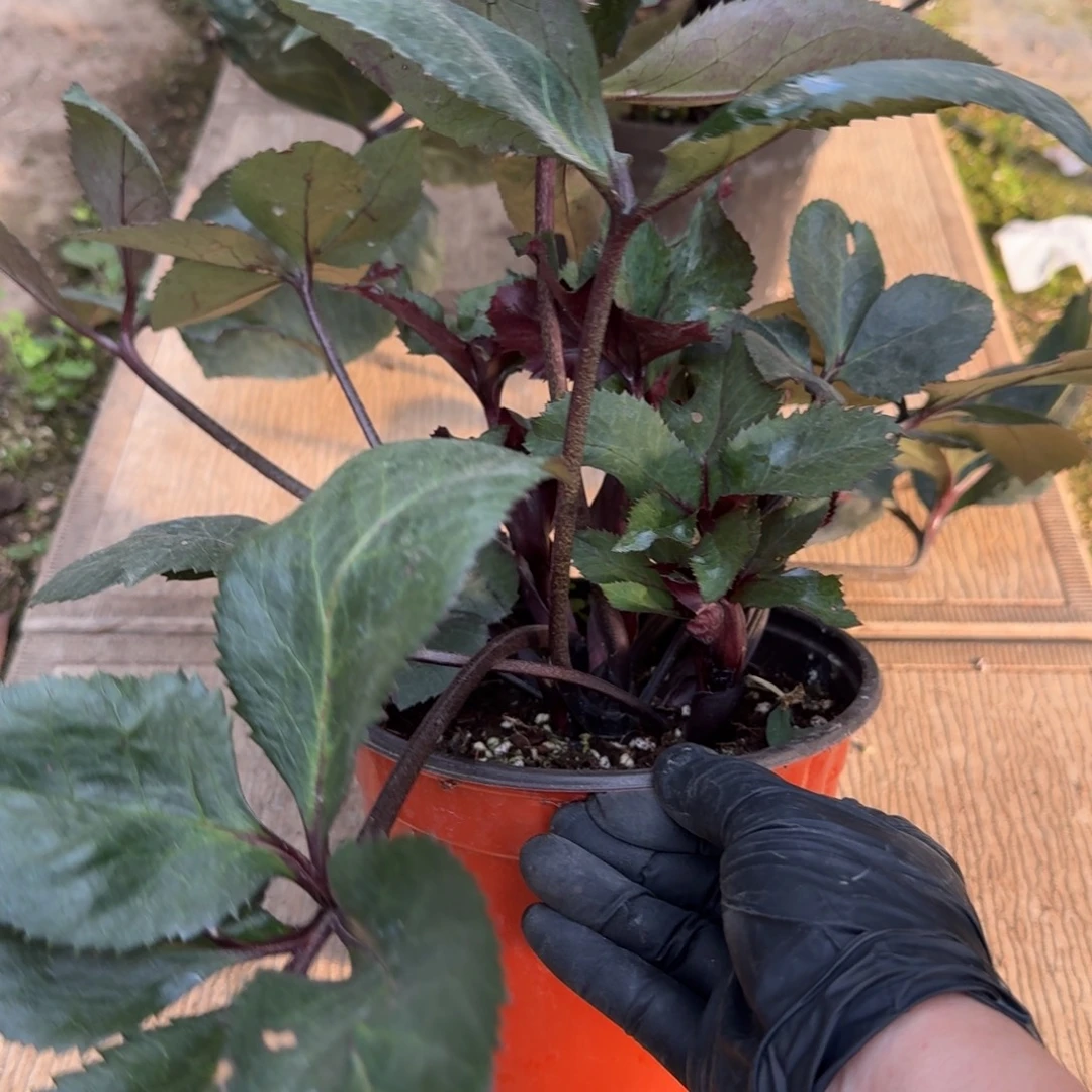 完全开放冰雪系列铁筷子1加仑红宝石