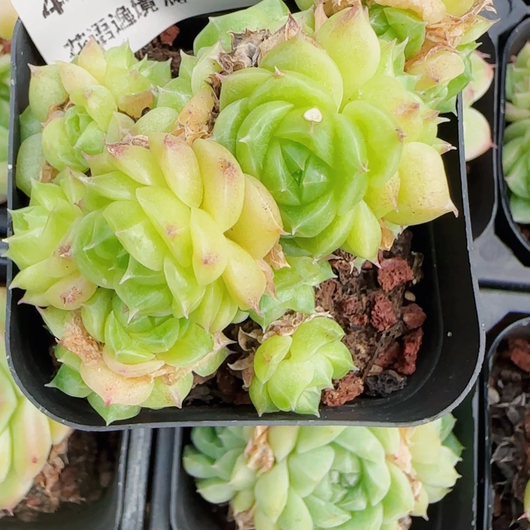 田***田花语逸镜0713-44散