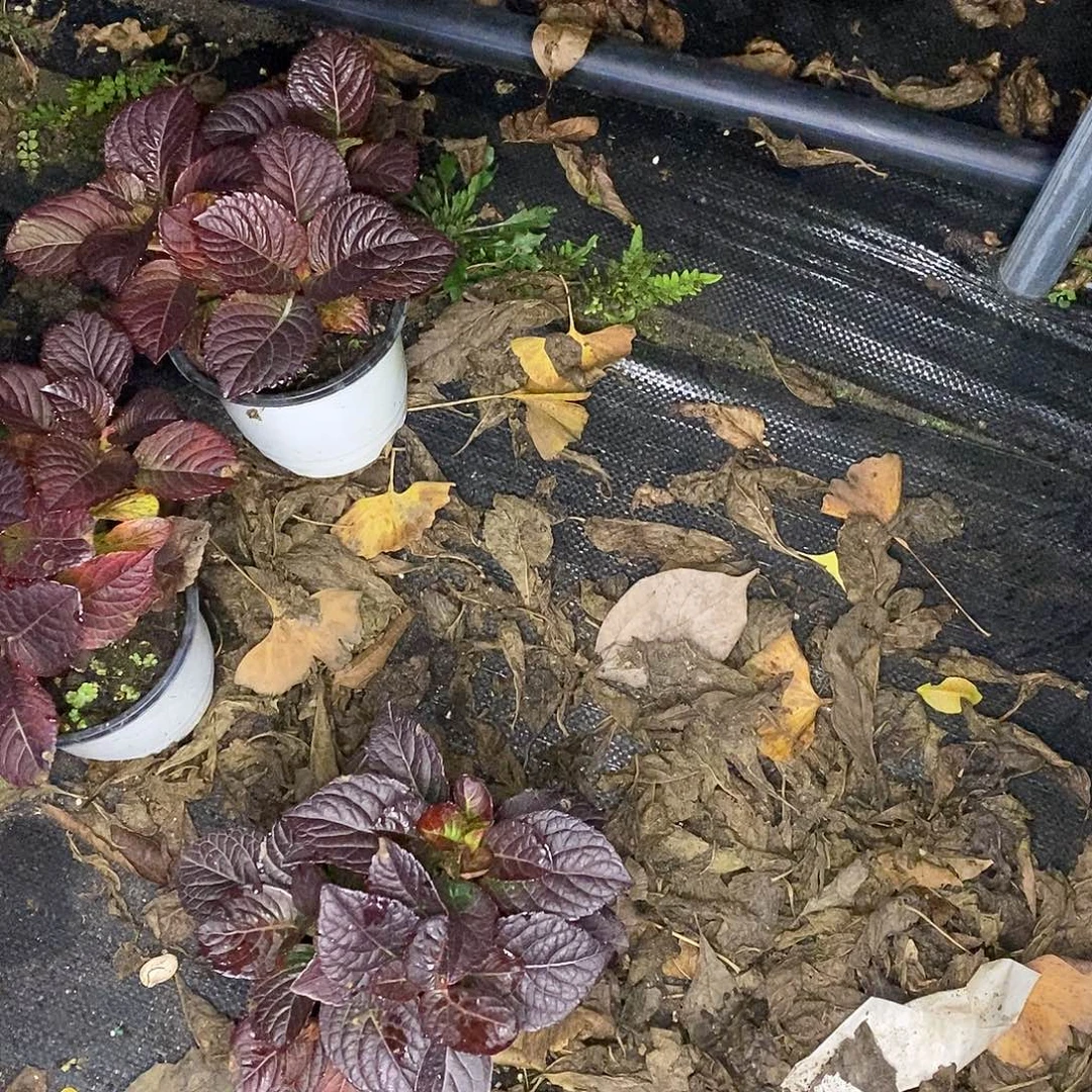 用***8当前无花栽培后可以开花魔幻002