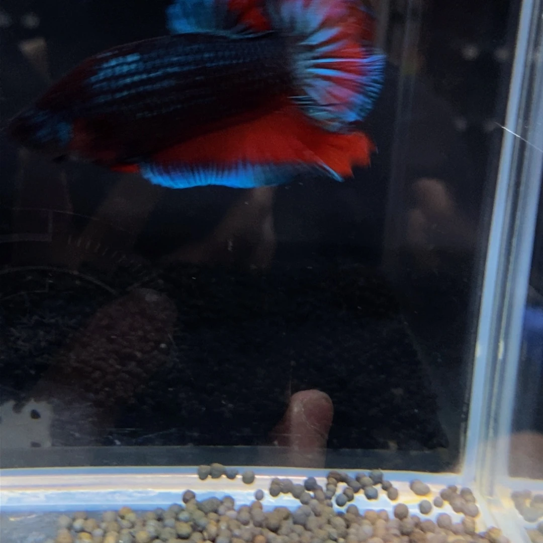 热带鱼公354巨斗