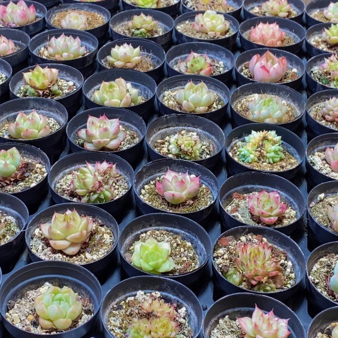 929多肉植物保护研究所所长助理研究员