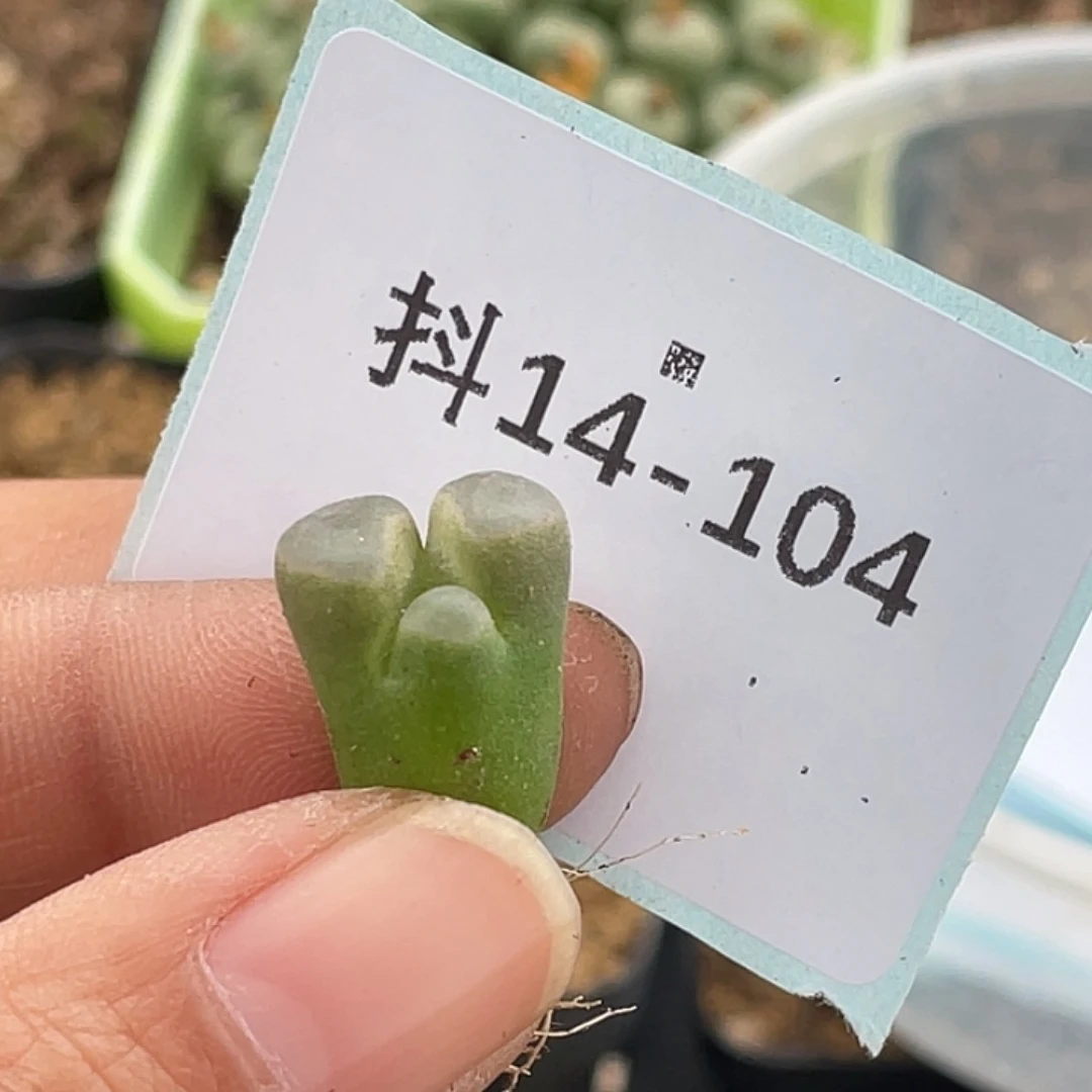 水***冻14-104肉锥多肉植物