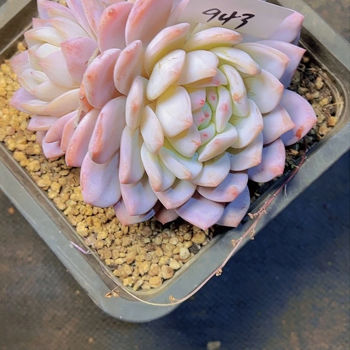 ?*943///////////////