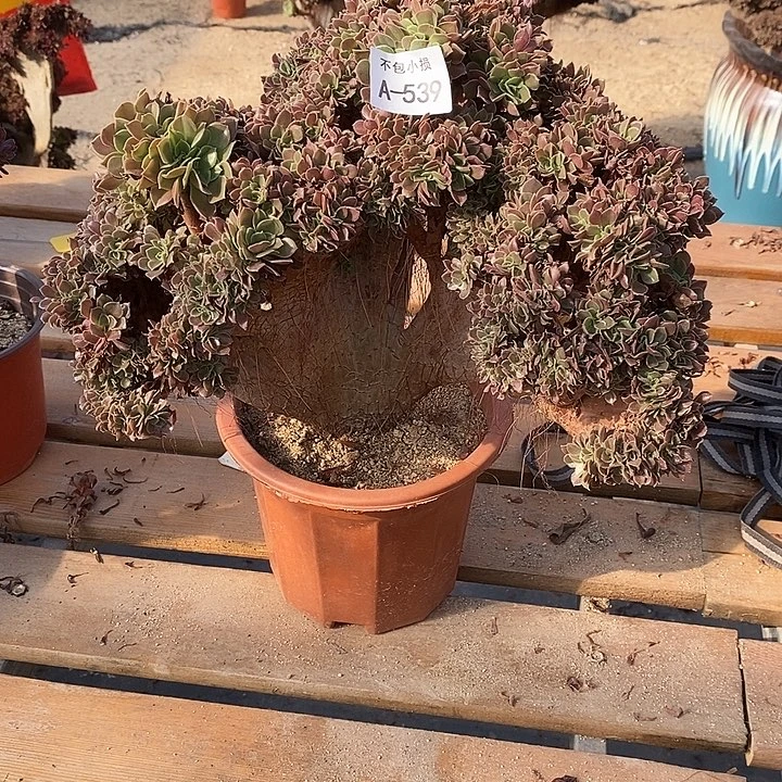 539 玫瑰缀宽32 公分带瑕疵